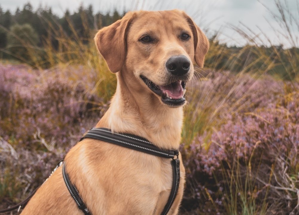 Hundefreundliches Camping in den Maasduinen